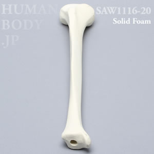 脛骨（右・中） SAW1116-20 ソーボーン模擬骨