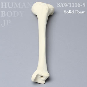 脛骨（左・小） SAW1116-5 ソーボーン模擬骨