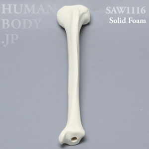 脛骨（左・中） SAW1116 ソーボーン模擬骨