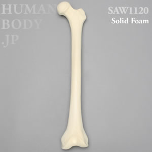 大腿骨（左・中） SAW1120 ソーボーン模擬骨