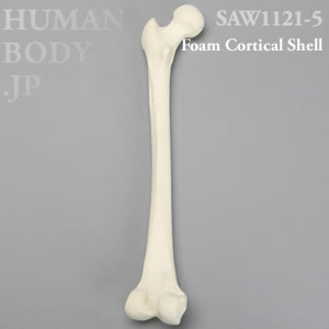 大腿骨（左・小） SAW1121-5 ソーボーン模擬骨