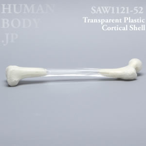 大腿骨（左・小） SAW1121-52 ソーボーン模擬骨