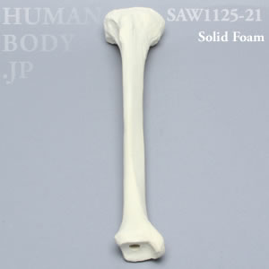 脛骨（右・大） SAW1125-21 ソーボーン模擬骨