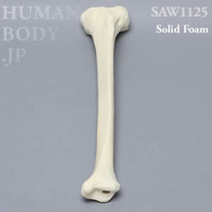 脛骨（左・大） SAW1125 ソーボーン模擬骨