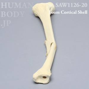 骨折性脛骨（左・大） SAW1126-20 ソーボーン模擬骨