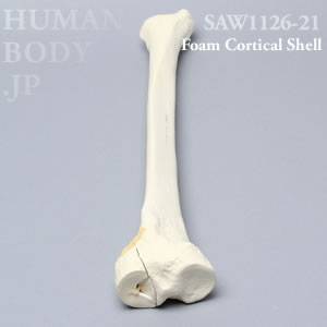 骨折性脛骨（左・大） SAW1126-21 ソーボーン模擬骨