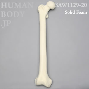大腿骨（右・大） SAW1129-20 ソーボーン模擬骨