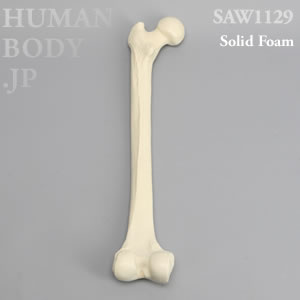 大腿骨（左・大） SAW1129 ソーボーン模擬骨