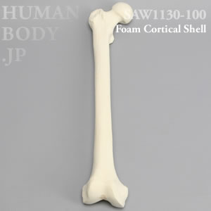 大腿骨（右・大） SAW1130-100 ソーボーン模擬骨