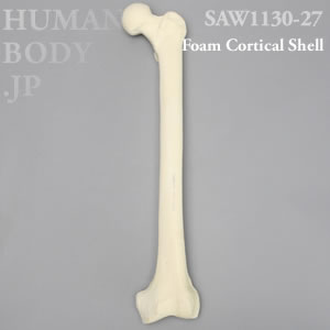 大腿骨（左・大） SAW1130-27 ソーボーン模擬骨