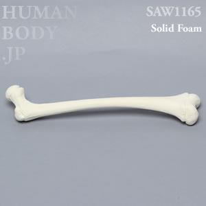 小児大腿骨（右） SAW1165 ソーボーン模擬骨