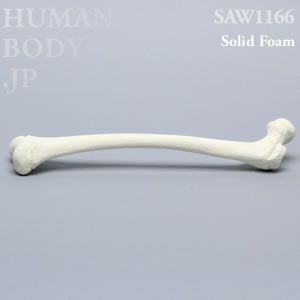 小児大腿骨（左） SAW1166 ソーボーン模擬骨