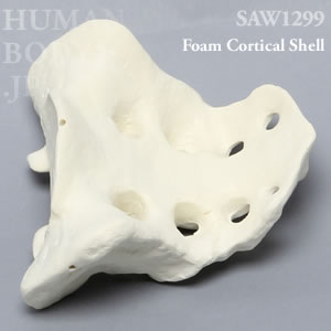 仙骨（大） SAW1299 ソーボーン模擬骨