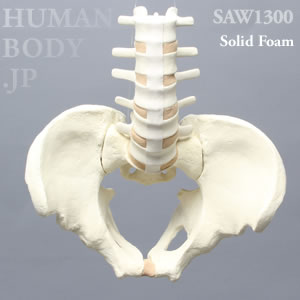 骨盤付き腰椎（大） SAW1300 ソーボーン模擬骨