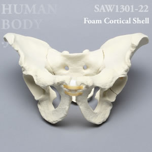 多発骨折性骨盤（大） SAW1301-22 ソーボーン模擬骨