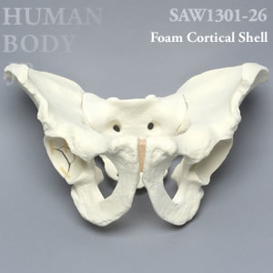 骨折性骨盤（大） SAW1301-26 ソーボーン模擬骨