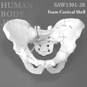 多発骨折性骨盤（大） SAW1301-28 ソーボーン模擬骨