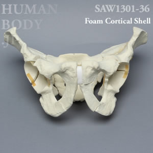 多発骨折性骨盤（大） SAW1301-36 ソーボーン模擬骨