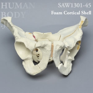 骨折性骨盤（大） SAW1301-45 ソーボーン模擬骨