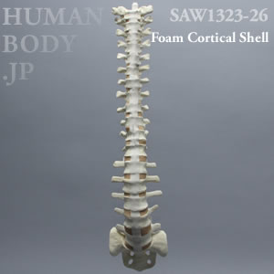 脊柱（T1-仙骨） SAW1323-26 ソーボーン模擬骨