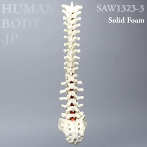 脊柱（T1-仙骨） SAW1323-3 ソーボーン模擬骨
