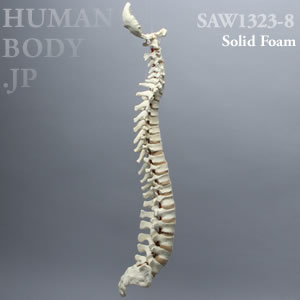 脊柱（後頭骨-仙骨） SAW1323-8 ソーボーン模擬骨