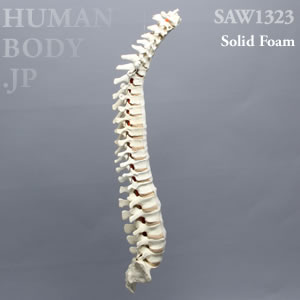 脊柱（C1-仙骨） SAW1323 ソーボーン模擬骨