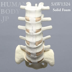 腰椎（L1-仙骨） SAW1324 ソーボーン模擬骨