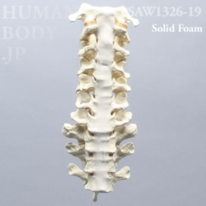 頸椎（C1-T3） SAW1326-19 ソーボーン模擬骨