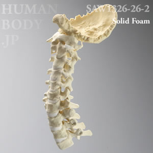 頸椎（後頭骨-T3） SAW1326-26-2 ソーボーン模擬骨