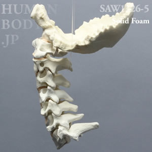 頸椎（後頭骨-C7） SAW1326-5 ソーボーン模擬骨