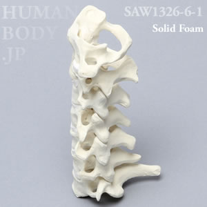 頸椎（C1-C7） SAW1326-6-1｜演習用模擬骨 SAWBONES