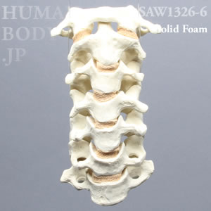 頸椎（C1-C7） SAW1326-6 ソーボーン模擬骨