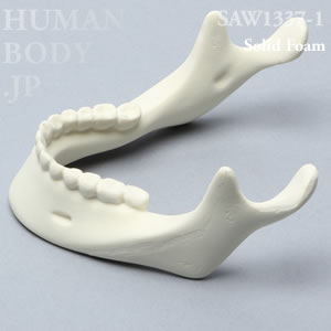 歯牙付き下顎骨（大） SAW1337-1 ソーボーン模擬骨