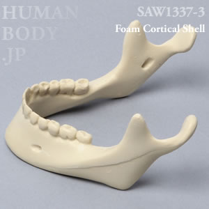 歯牙付き下顎骨（大） SAW1337-3 ソーボーン模擬骨