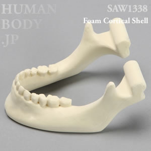 下顎骨（大） SAW1338 ソーボーン模擬骨