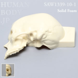 左側頭部頭蓋骨 SAW1339-10-1 ソーボーン模擬骨