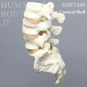 腰椎（L3-仙骨） SAW1340｜演習用模擬骨 SAWBONES
