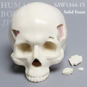 骨折性頭蓋骨 SAW1344-15 ソーボーン模擬骨