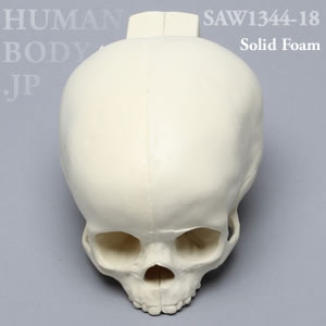 小児頭蓋骨 SAW1344-18 ソーボーン模擬骨
