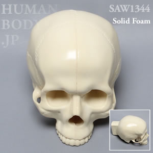 頭蓋骨 SAW1344 ソーボーン模擬骨