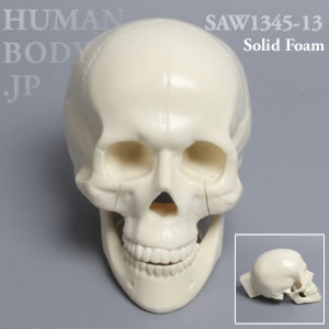 多発骨折性頭蓋骨 SAW1345-13 ソーボーン模擬骨