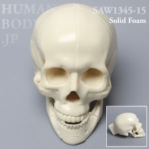 多発骨折性頭蓋骨 SAW1345-15 ソーボーン模擬骨