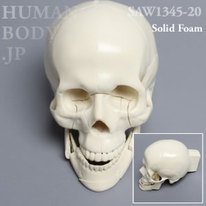多発骨折性頭蓋骨 Saw1345 演習用模擬骨 Sawbones