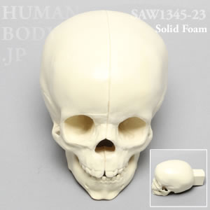 小児頭蓋骨 SAW1345-23 ソーボーン模擬骨