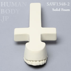 取手付き上顎骨（大） SAW1348-2 ソーボーン模擬骨