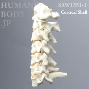 頸椎（C1-C7） SAW1351-1 ソーボーン模擬骨