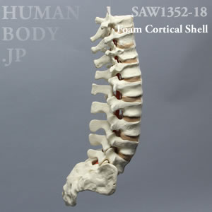 腰椎（T9-仙骨） SAW1352-18 ソーボーン模擬骨