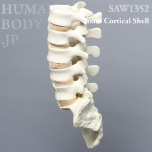 腰椎（L1-仙骨） SAW1352 ソーボーン模擬骨