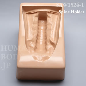脊椎ホルダー（L1-仙骨） SAW1524-1